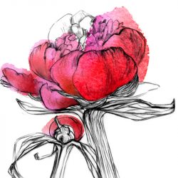 Ülle Marks. Varajane pojeng. Paeonia oficinalis.