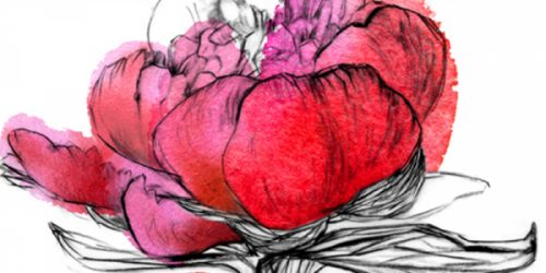 Ülle-Marks.-Varajane-pojeng.-Paeonia-oficinalis._600x300_acf_cropped