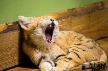 Foto: Aleksandr Lebedev