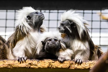 Foto: Theodor Kangur