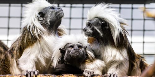 Kolm-käppa_Theodor-Kangur_väike_600x300_acf_cropped