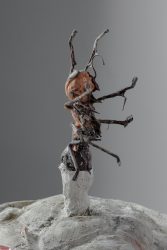 MadlenSipelgas_AlissaŠ_2021-33