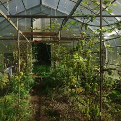 DSC_1718_aed_kasvuhoone_margot-kask-scaled-aspect-ratio-1080-1080