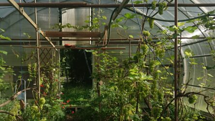 DSC_1718_aed_kasvuhoone_margot-kask-scaled-aspect-ratio-1920-1080