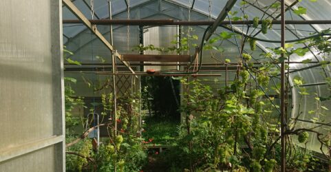 DSC_1718_aed_kasvuhoone_margot-kask