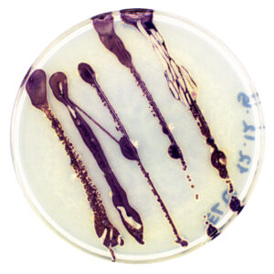 Foto2_Elusad_pigmendid