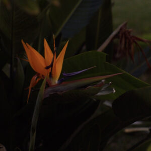 Artist Diana Tamane_Sama taeva all 2021