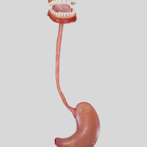 Draft_Mock_Up_Video_Work