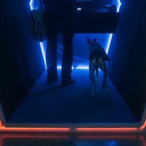 EKA Ars Electronica Campus näituse Grand Prix 2025 Threshold State fotod Tõnis Bender23