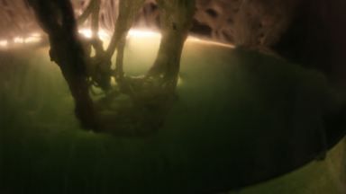 Aman Asif_ Peer review 1_cover photo