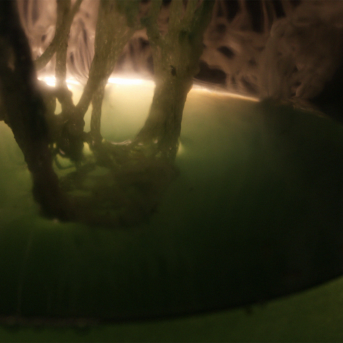 Aman Asif_ Peer review 1_cover photo