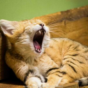 Foto: Aleksandr Lebedev