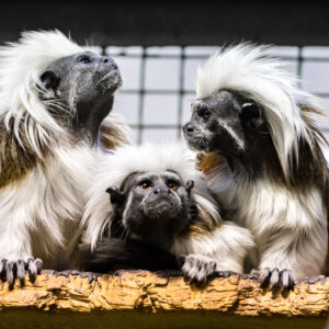 Foto: Theodor Kangur